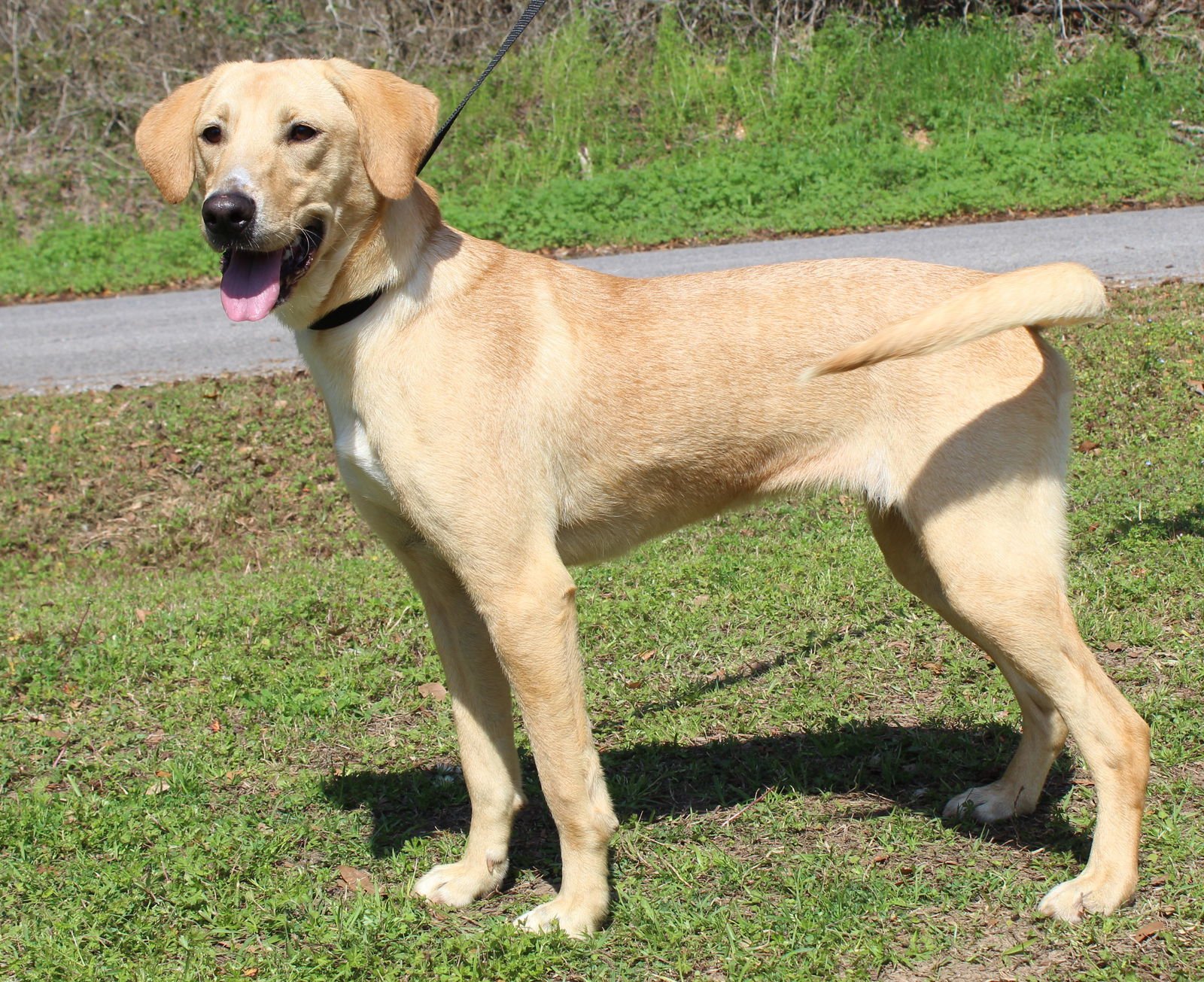 Birdie 41400 - Photo 3