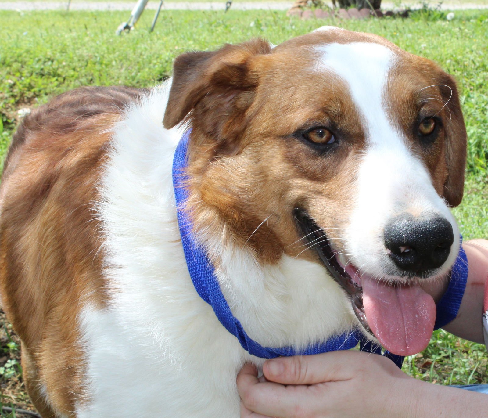 BEAU 43276 - Retriever / Border Collie available for adoption