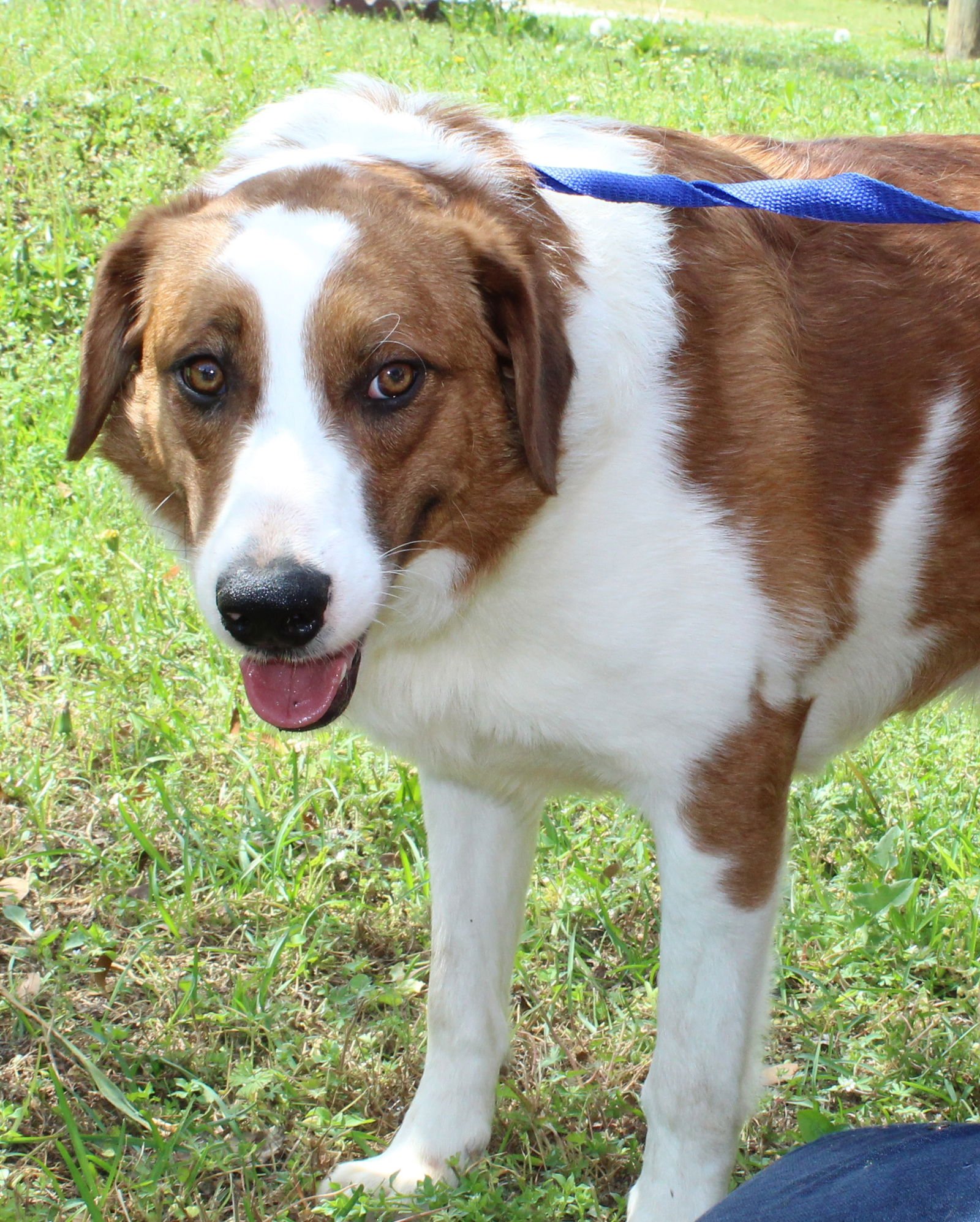 BEAU 43276 - Retriever / Border Collie available for adoption