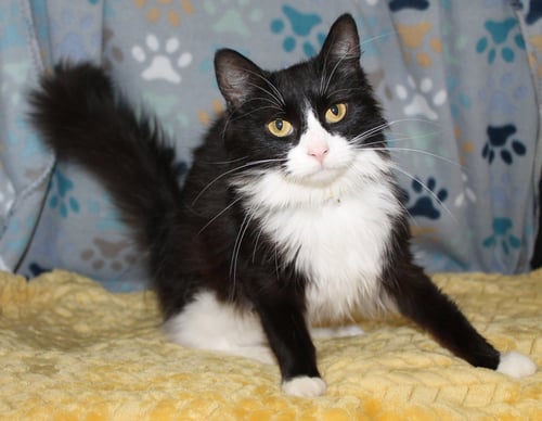 RIVER - 43381 - Domestic Long Hair available for adoption