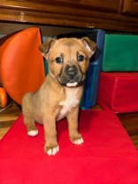 BROWNIE 43190 - Shepherd available for adoption