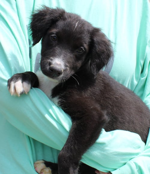 DALE 43310 - Labrador Retriever / Catahoula Leopard Dog available for adoption