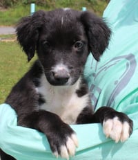 Dale 43310 - Photo 2