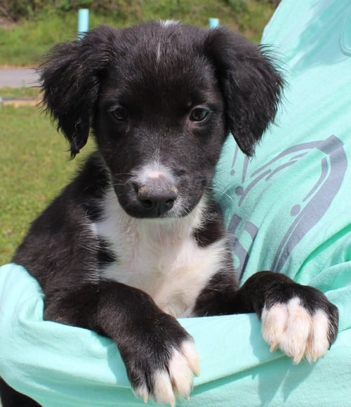 DALE 43310 - Labrador Retriever / Catahoula Leopard Dog available for adoption