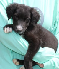 Dale 43310 - Photo 3