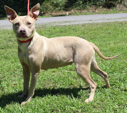 CHEERIO 43718 - Pit Bull Terrier available for adoption