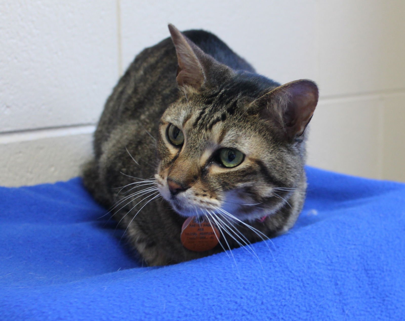 BULLET - 43182 - Domestic Short Hair / Tabby available for adoption