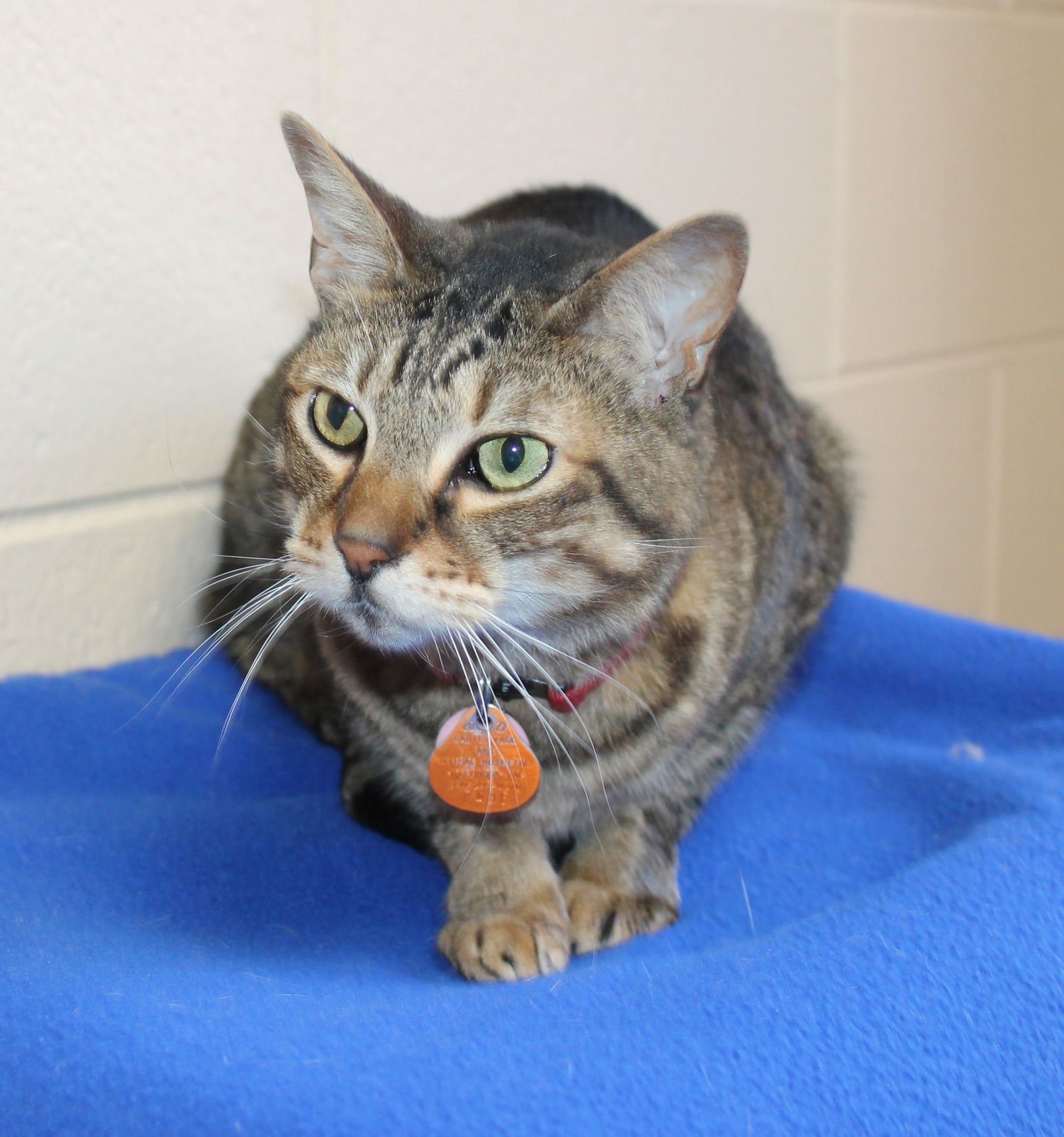 Bullet - 43182 - Photo 3