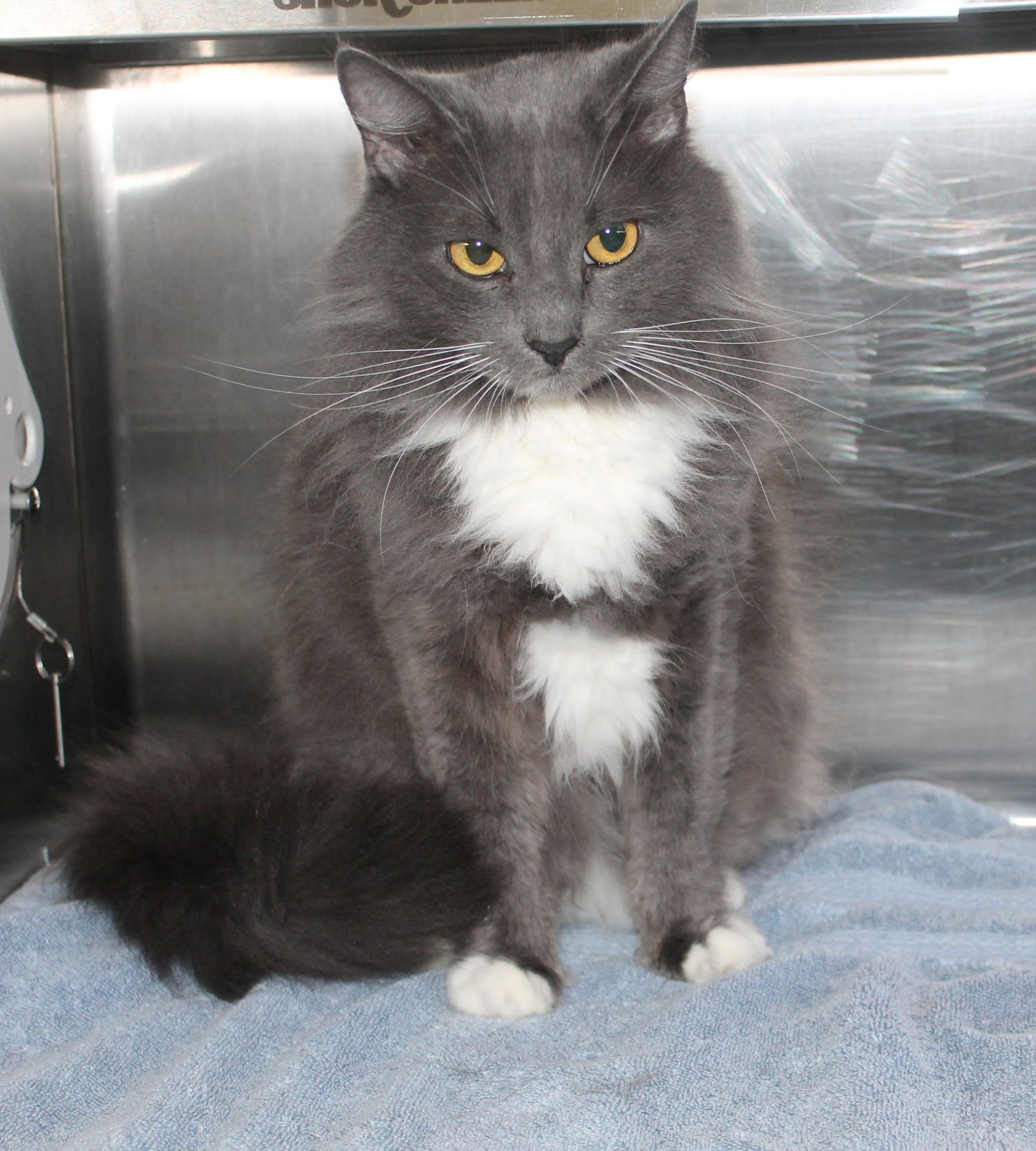 YOSHI - 43242 - Domestic Long Hair / Tuxedo available for adoption