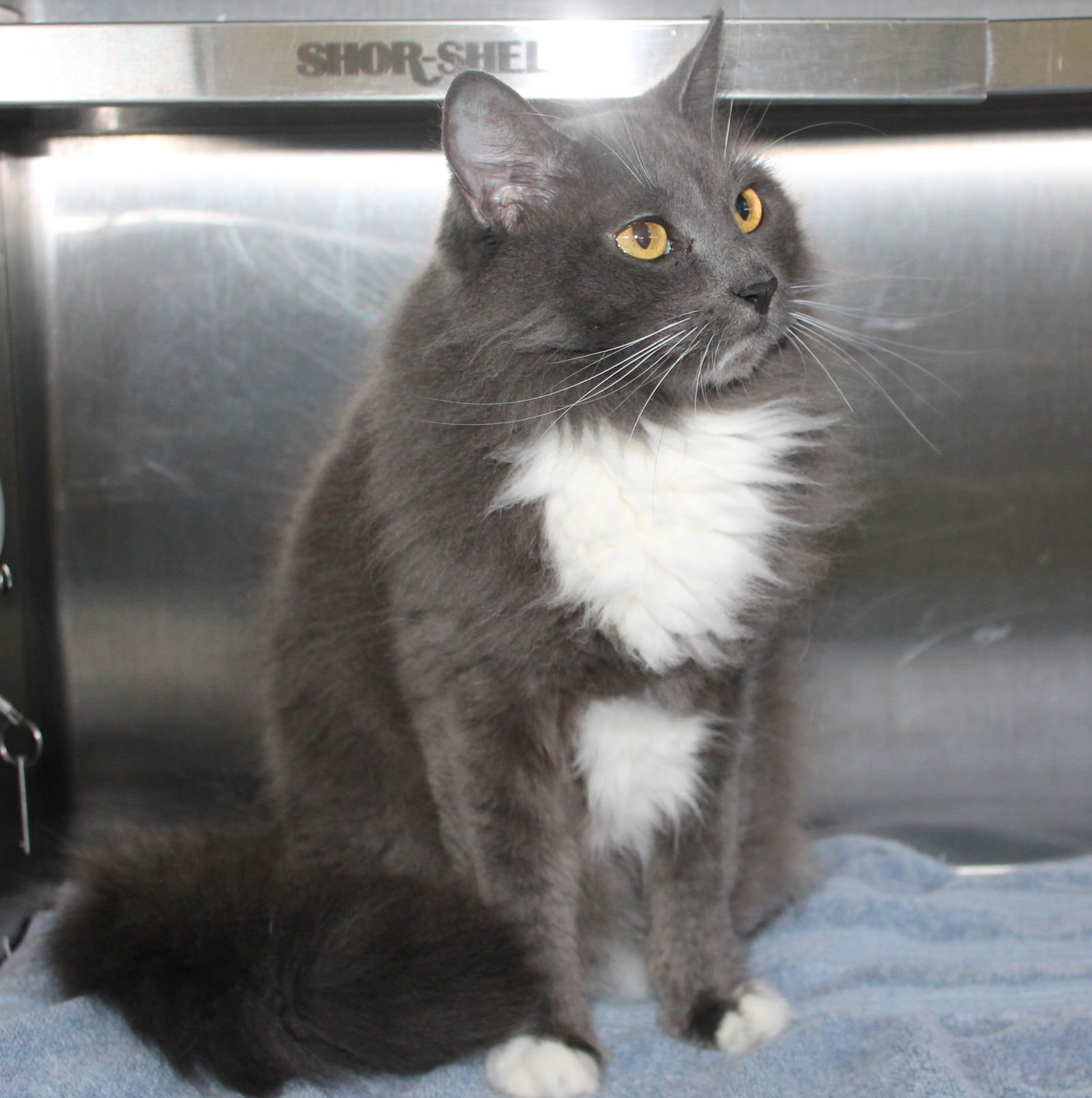 YOSHI - 43242 - Domestic Long Hair / Tuxedo available for adoption