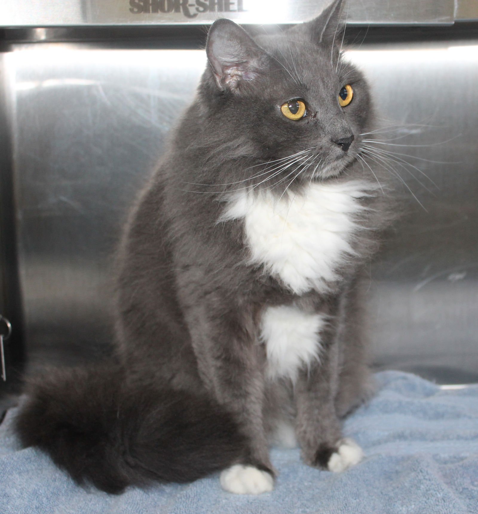 Yoshi - 43242 - Photo 3