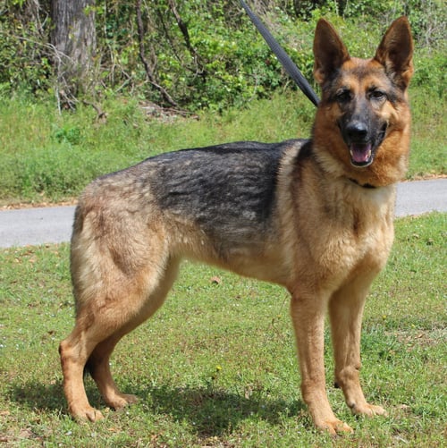 CHEYANNE 43046 - German Shepherd Dog for adoption in Montgomery