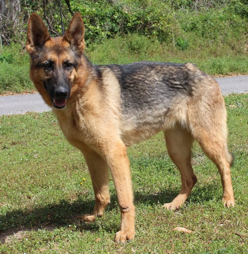 CHEYANNE 43046 - German Shepherd Dog available for adoption