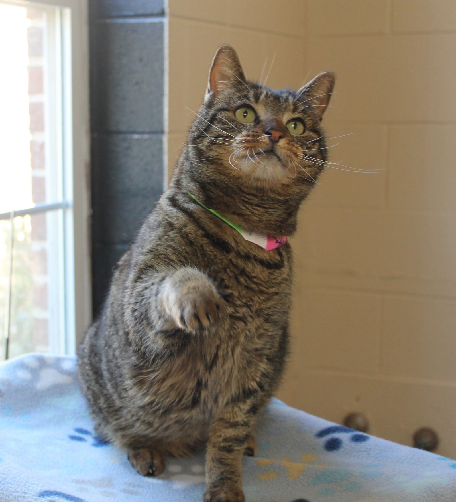MRS. MEOWSKI - 43178 - Domestic Medium Hair / Tabby available for adoption