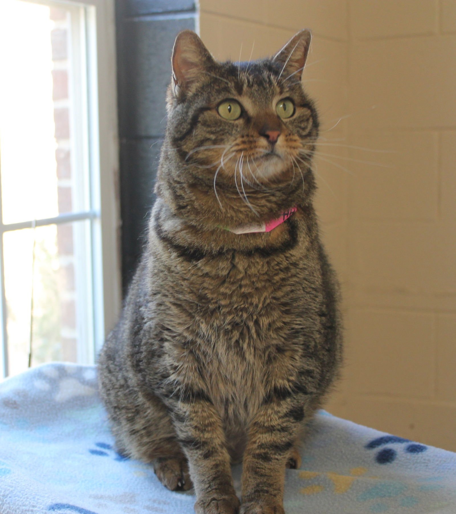MRS. MEOWSKI - 43178 - Domestic Medium Hair / Tabby available for adoption