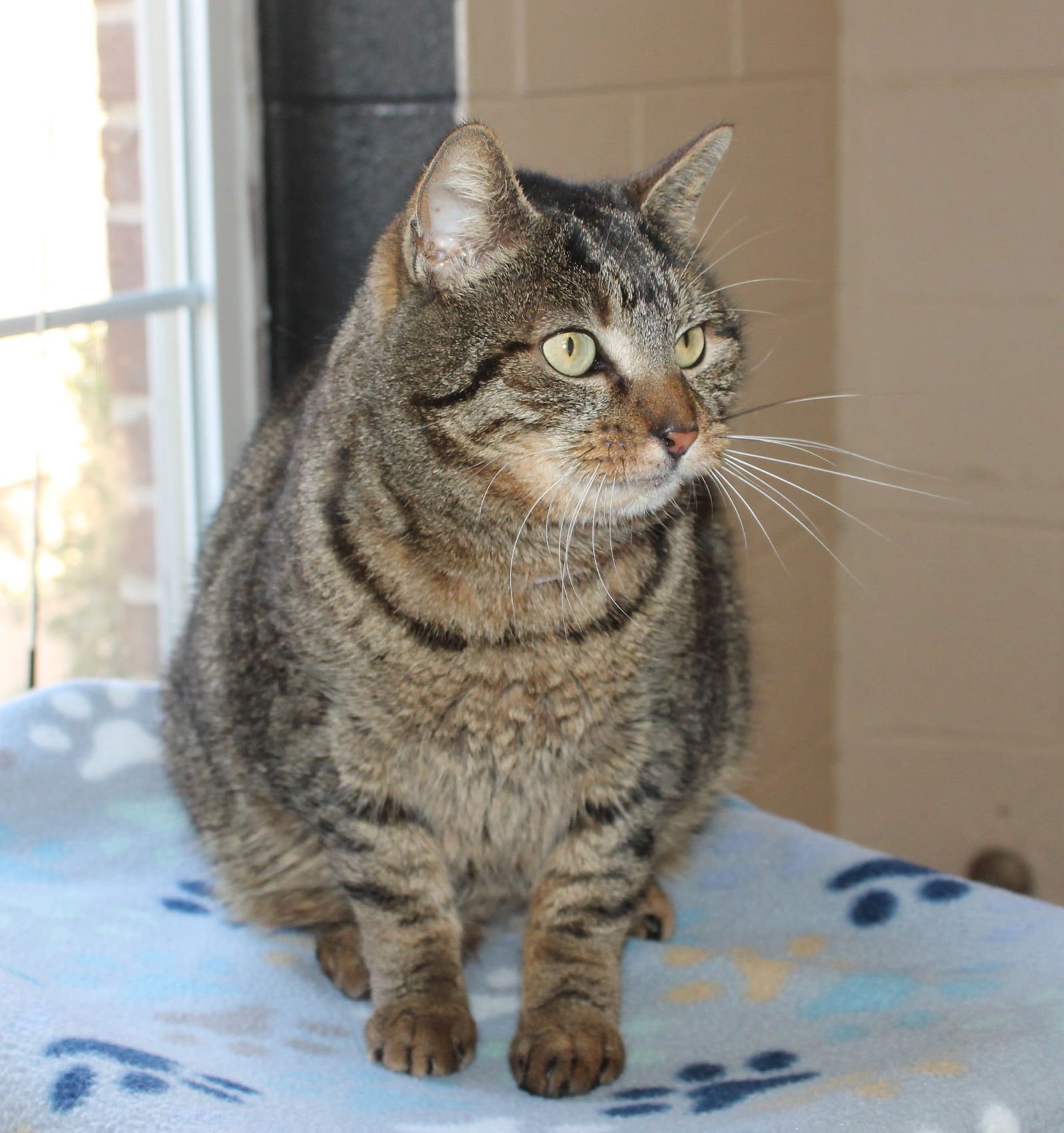 Mrs. Meowski - 43178 - Photo 3