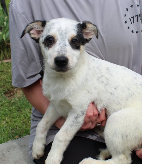 LULU 43386 - Australian Cattle Dog/Blue Heeler for adoption in Montgomery