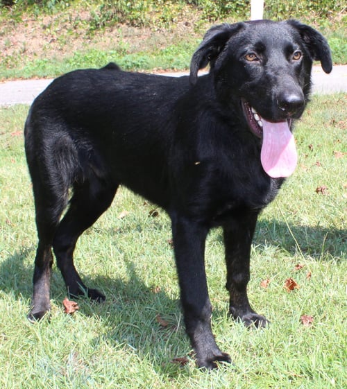 GATOR 44143 - Shepherd / Labrador Retriever available for adoption