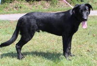 Gator 44143 - Photo 3