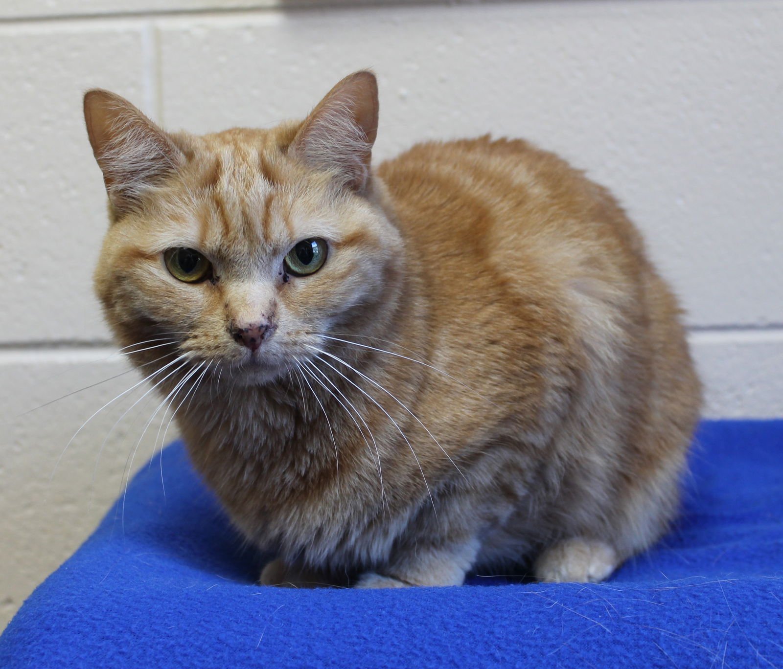 BELLA - 43183 - Domestic Short Hair / Tabby available for adoption