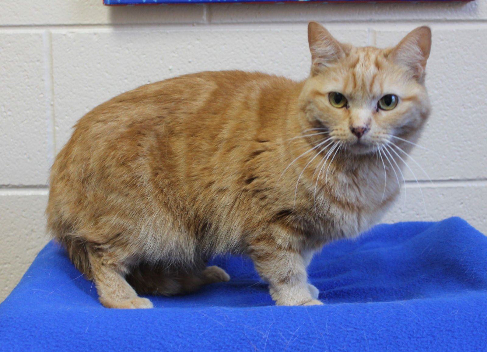 BELLA - 43183 - Domestic Short Hair / Tabby available for adoption