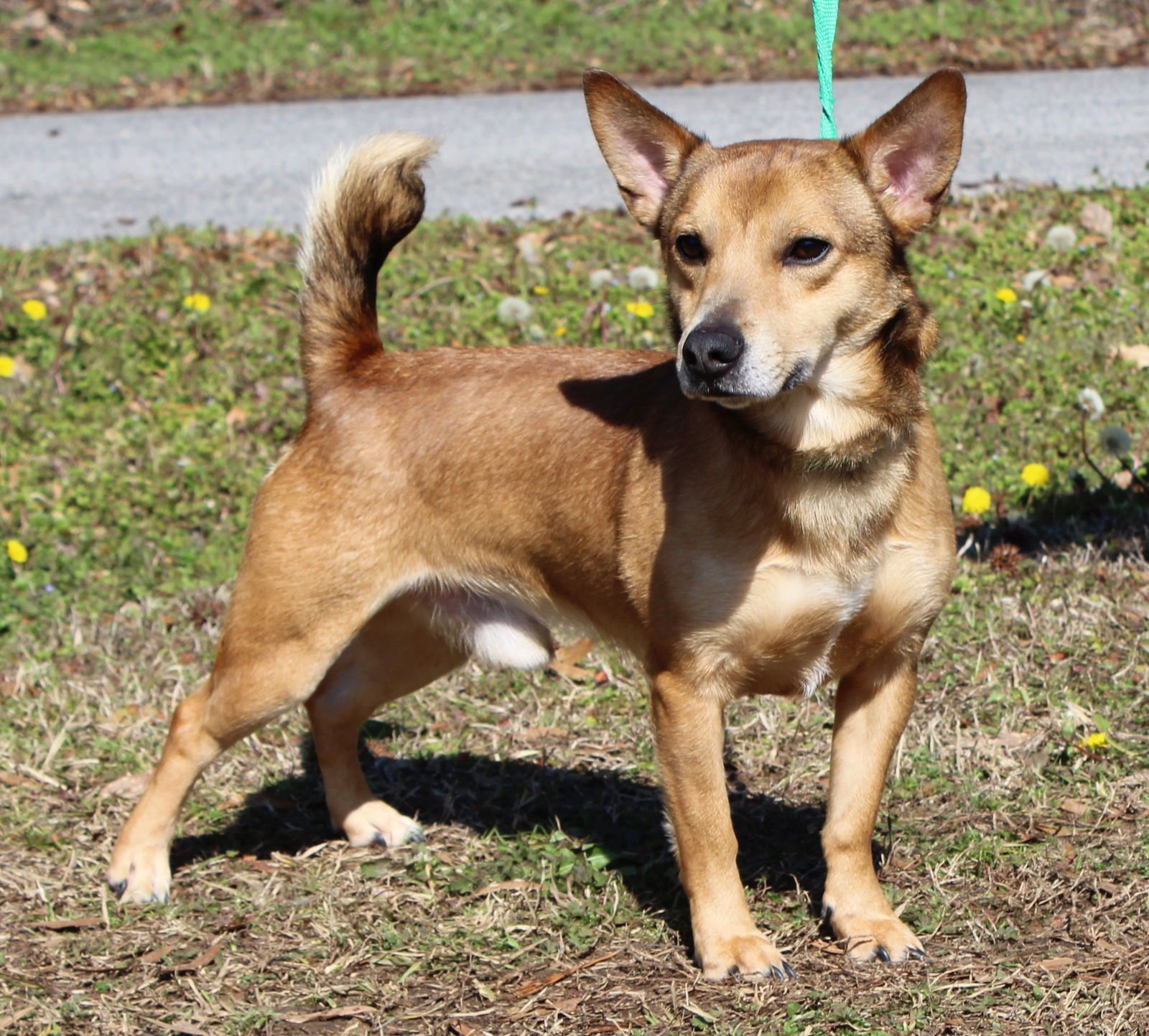 GREG 43120 - Corgi / Terrier available for adoption