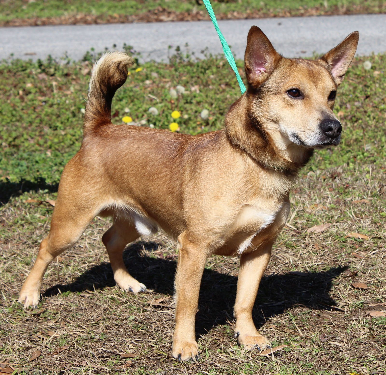 GREG 43120 - Corgi / Terrier available for adoption