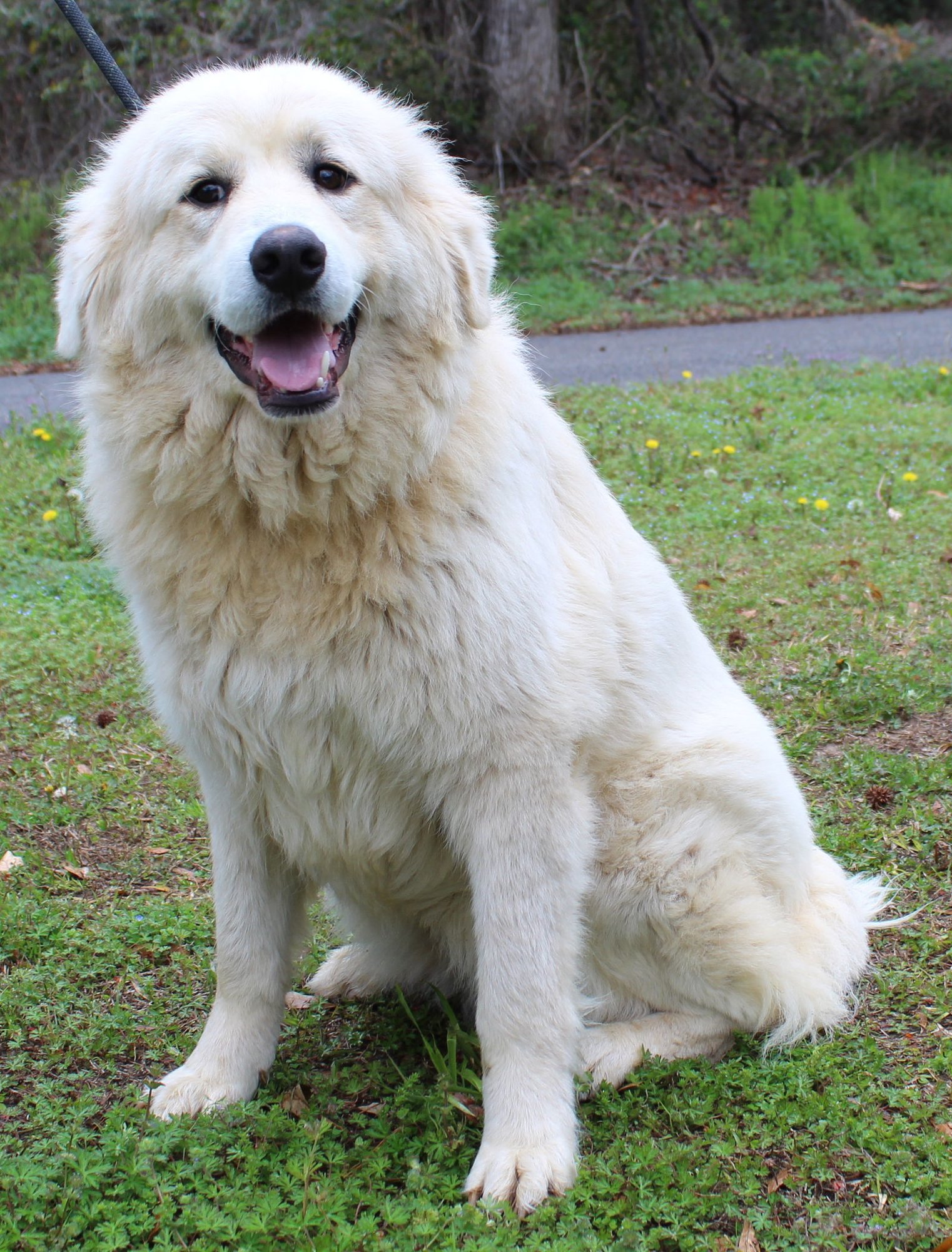 BELLATRIX (TRIXY) 43245 - Great Pyrenees available for adoption