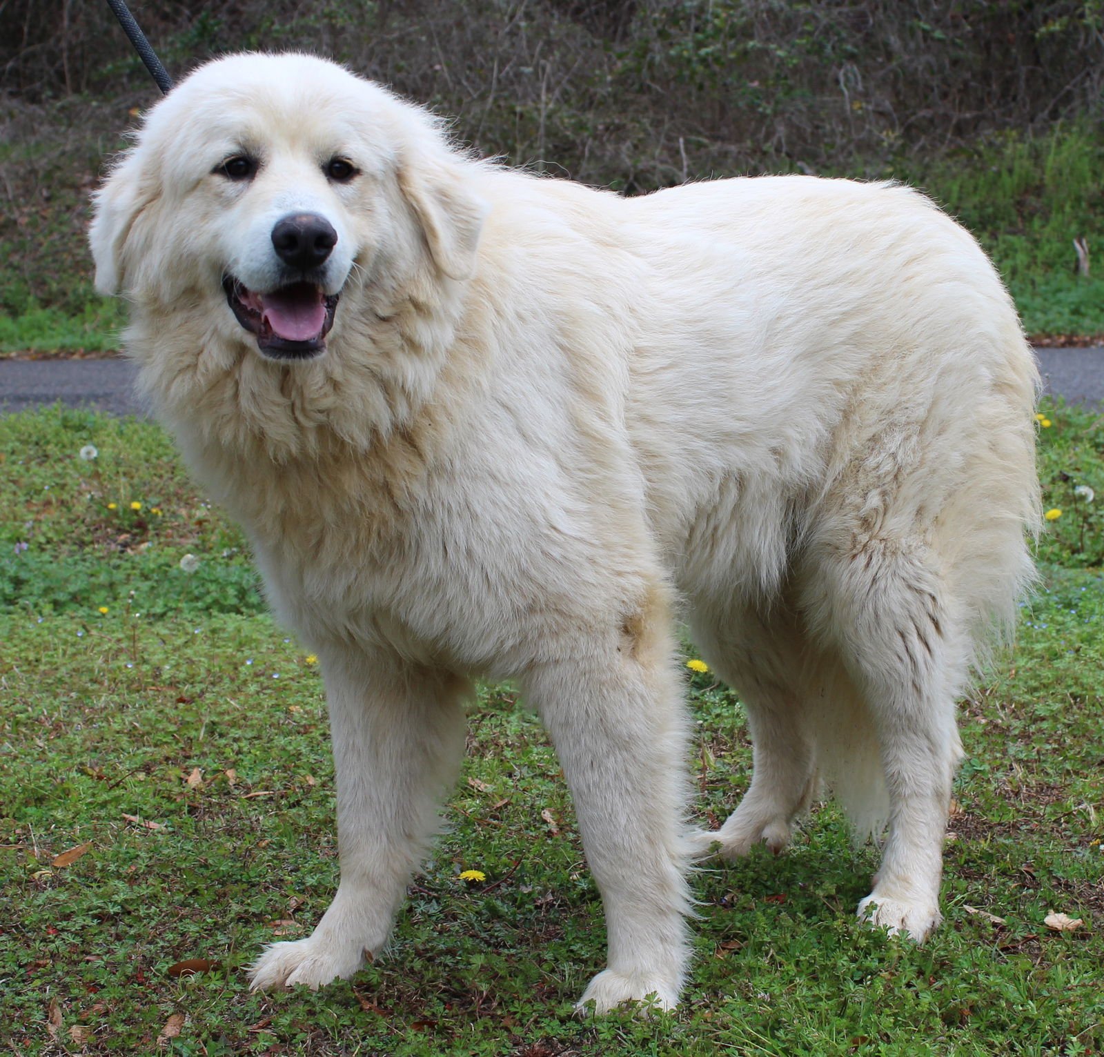 BELLATRIX (TRIXY) 43245 - Great Pyrenees available for adoption