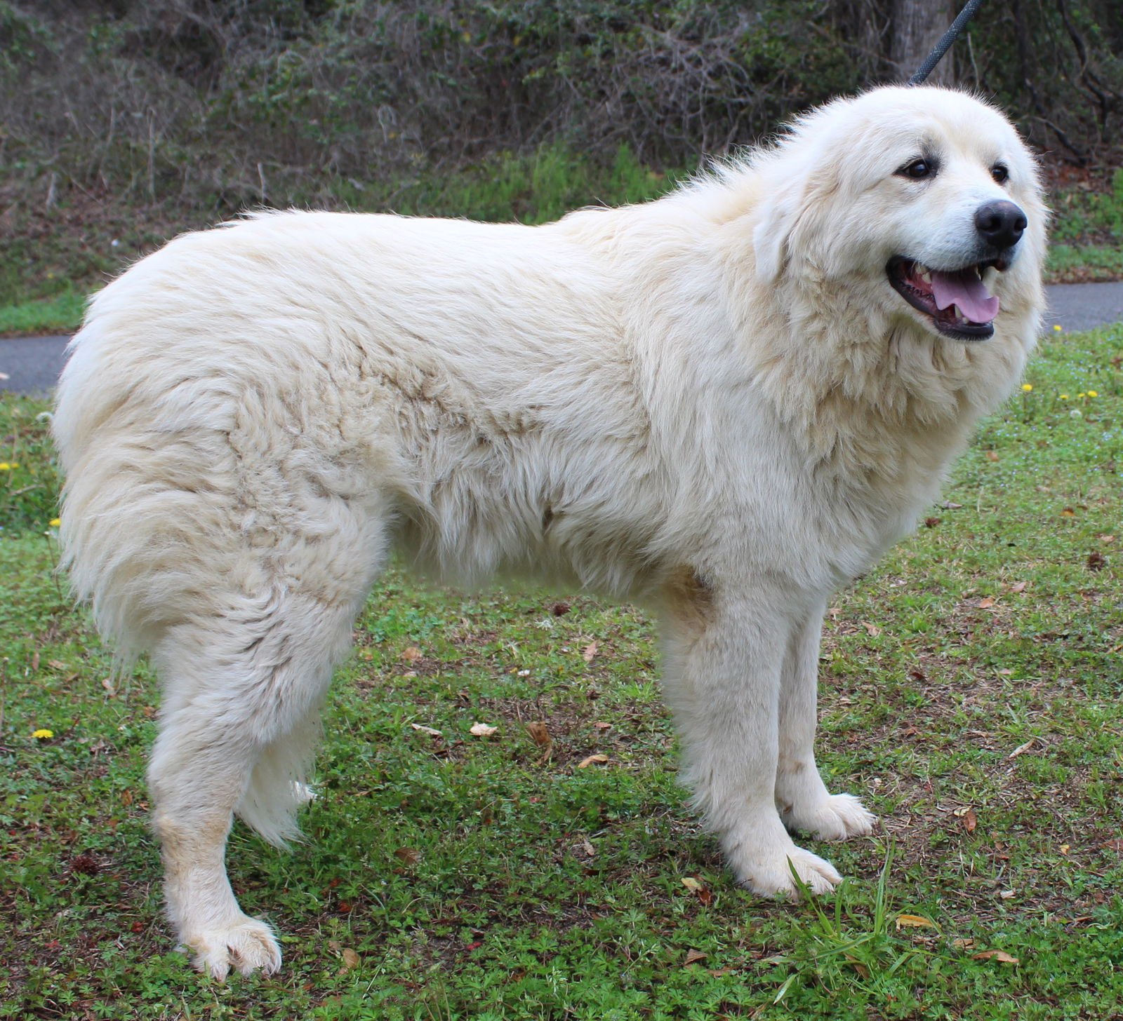 Bellatrix (Trixy) 43245 - Photo 3