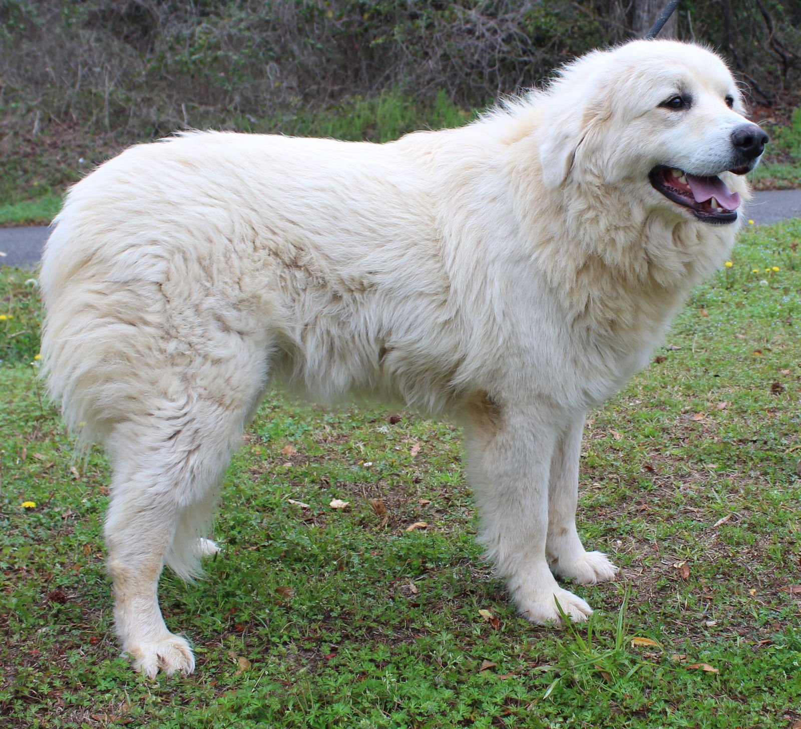 Bellatrix (Trixy) 43245 - Photo 4