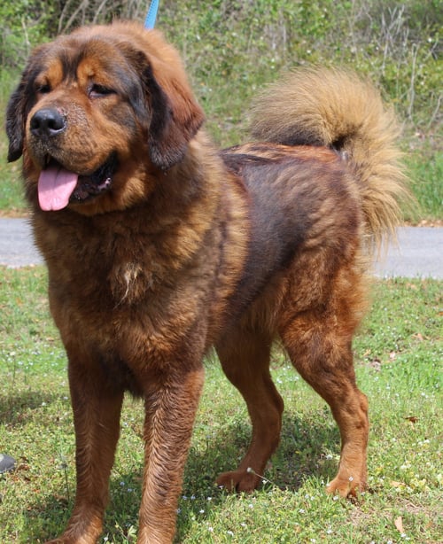 CLEO 43379 - Tibetan Mastiff available for adoption