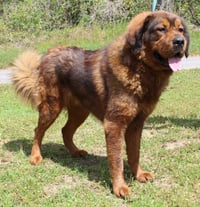 Cleo 43379 - Photo 2