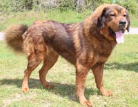 Cleo 43379 - Photo 3