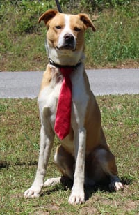 Bruno 43421 - Photo 2