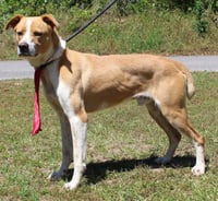 Bruno 43421 - Photo 3