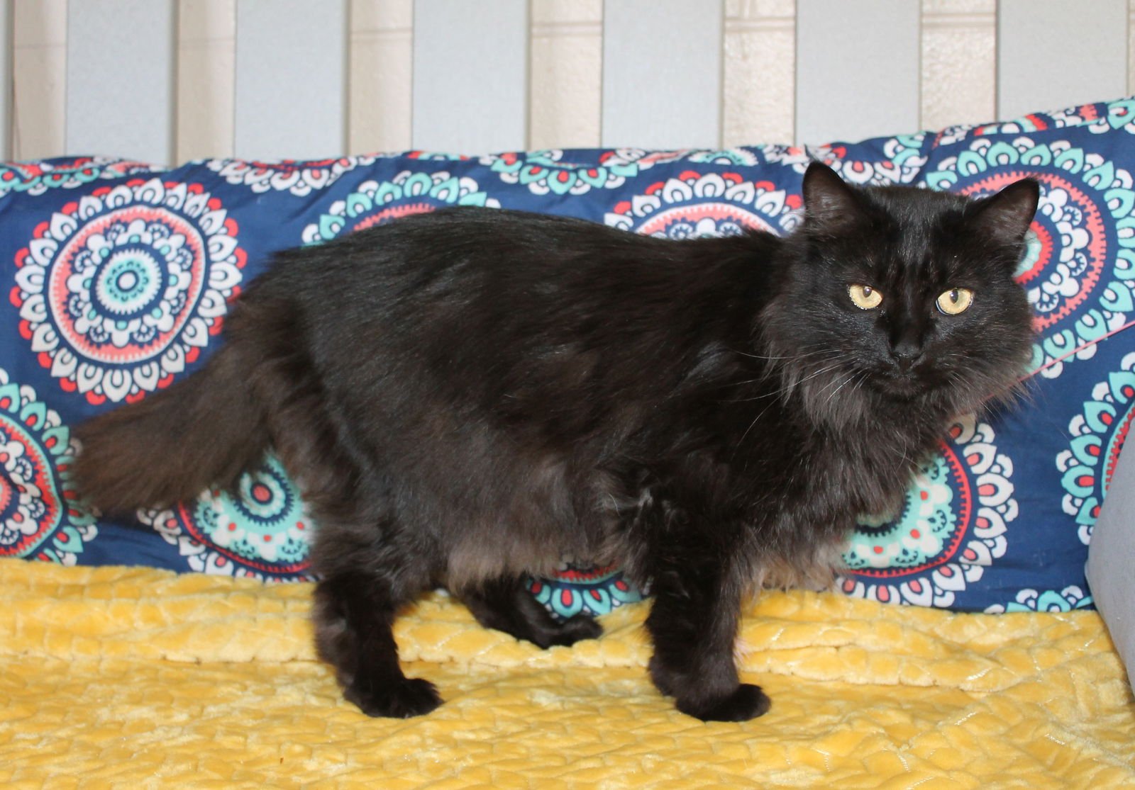 CHAOS - 43117 - Domestic Long Hair available for adoption