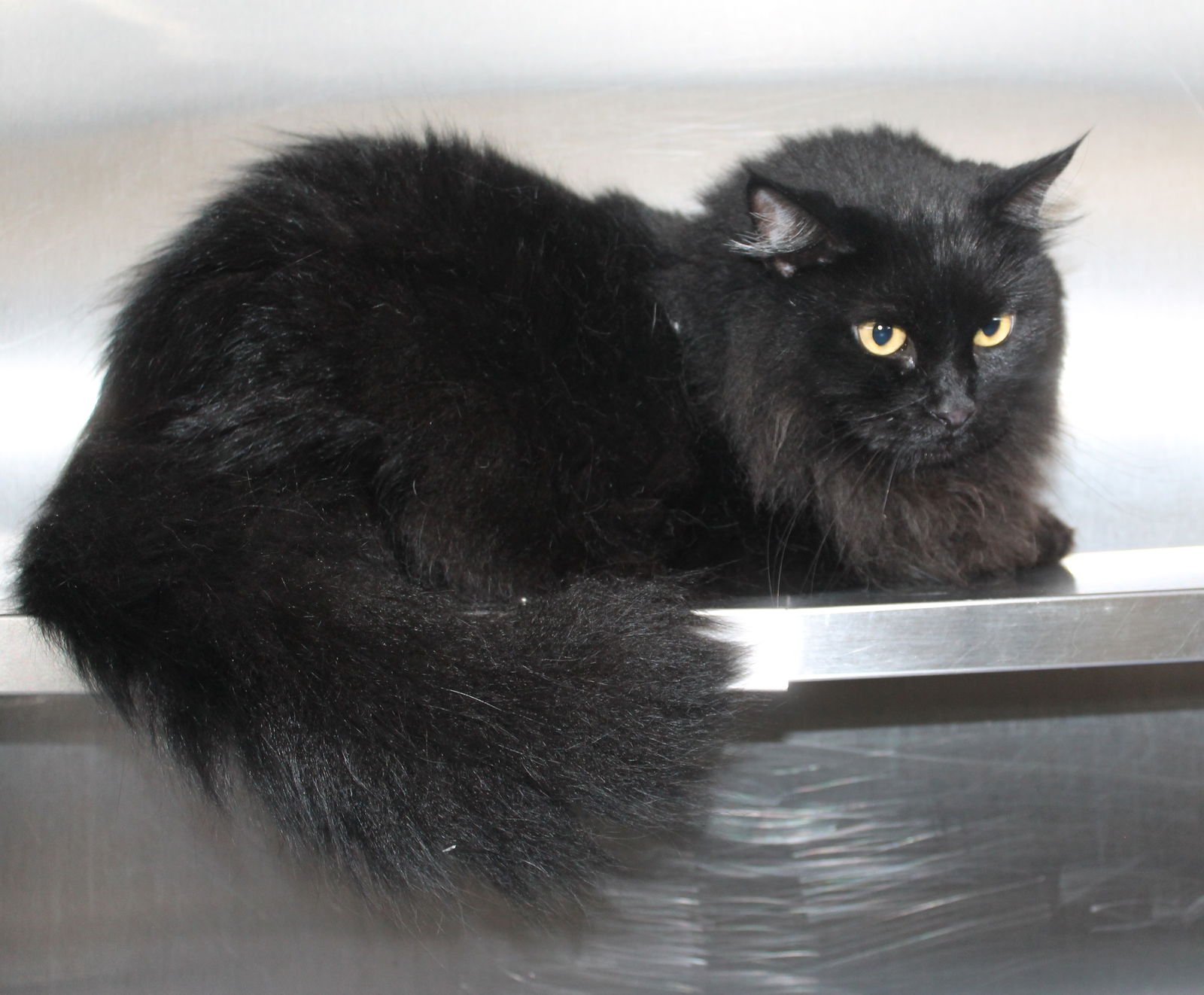 BOWSER - 43241 - Domestic Long Hair available for adoption