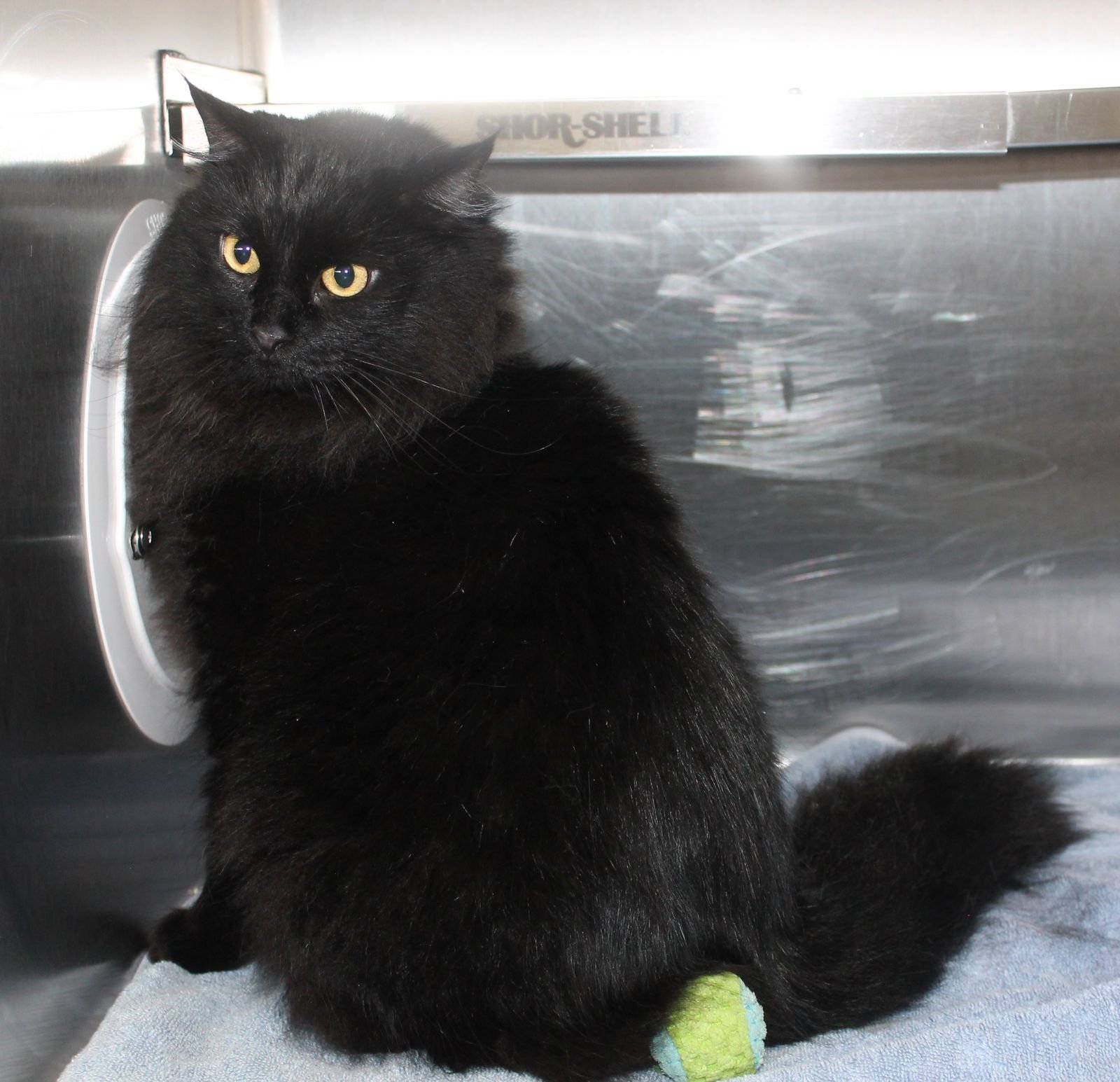 BOWSER - 43241 - Domestic Long Hair available for adoption