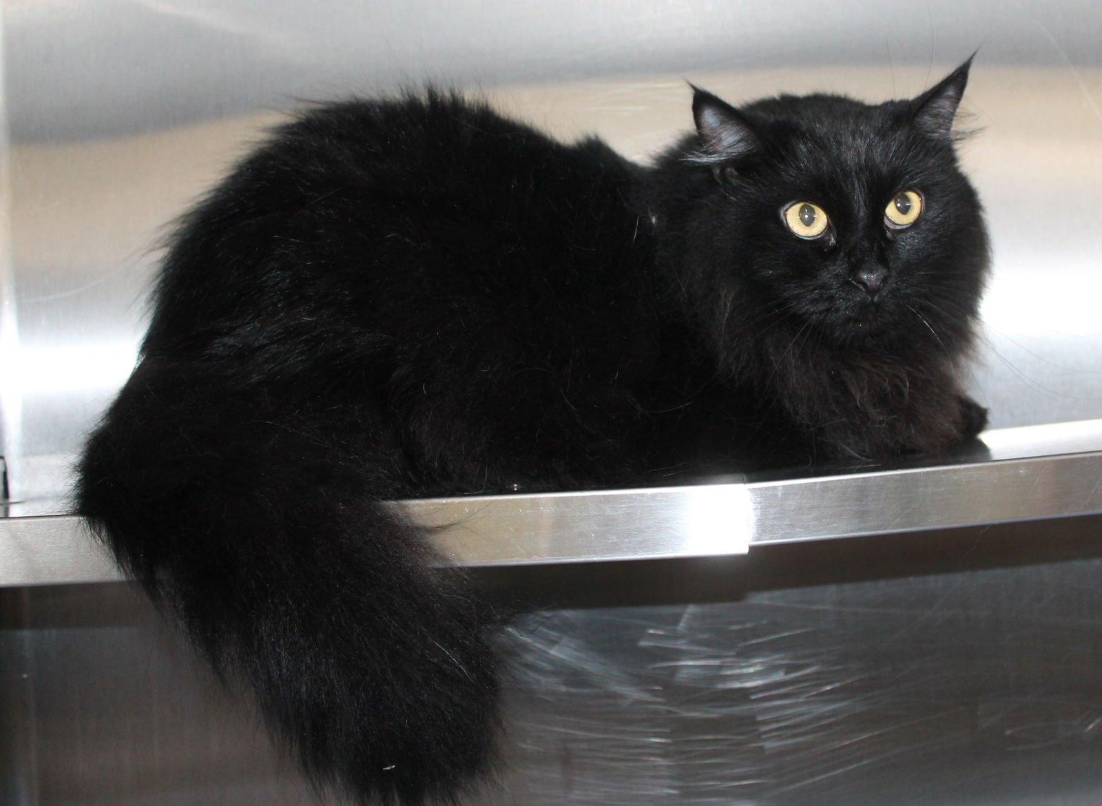 Bowser - 43241 - Photo 3