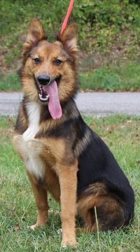 Foxy 44033 - Photo 3