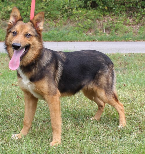 FOXY 44033 - German Shepherd Dog for adoption in Montgomery