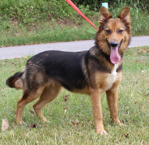 FOXY 44033 - German Shepherd Dog available for adoption