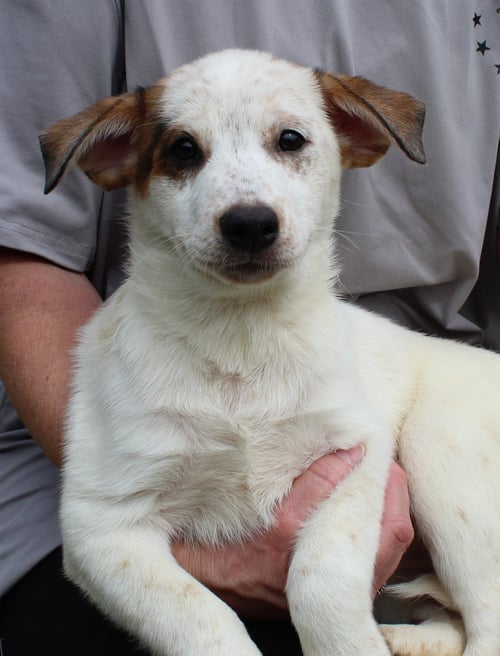 SUPER GIRL 43398 - Australian Cattle Dog/Blue Heeler available for adoption