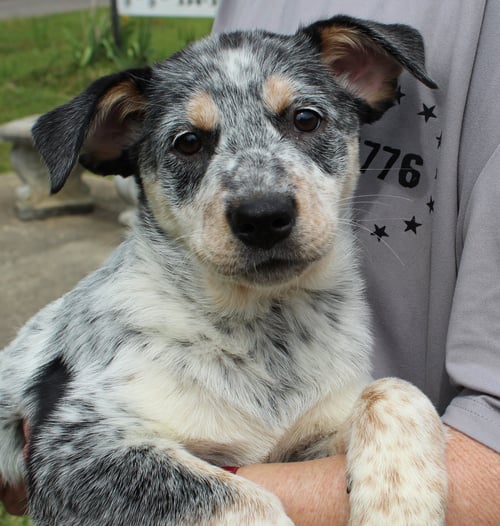 ZIGGY 43376 - Australian Cattle Dog/Blue Heeler available for adoption