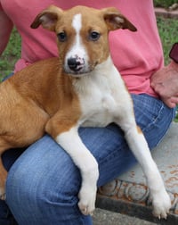 Flounder 43599 - Photo 1