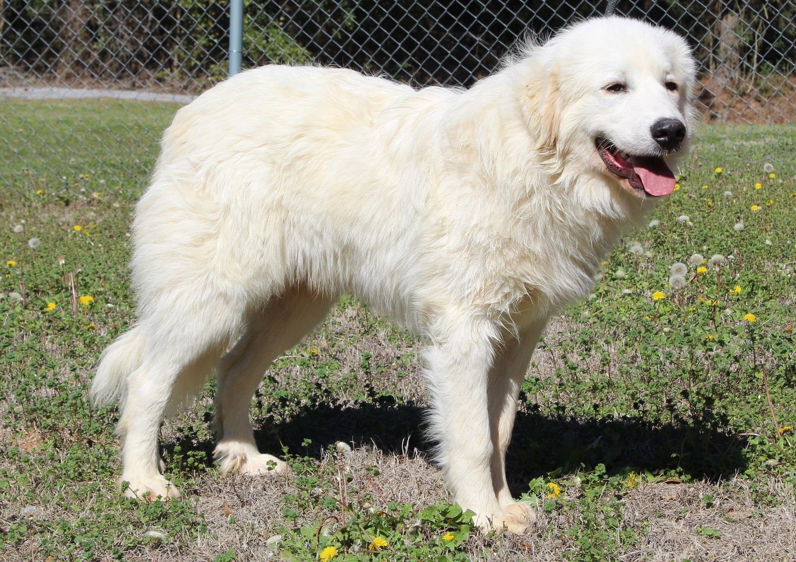 MAX 43086 - Great Pyrenees available for adoption