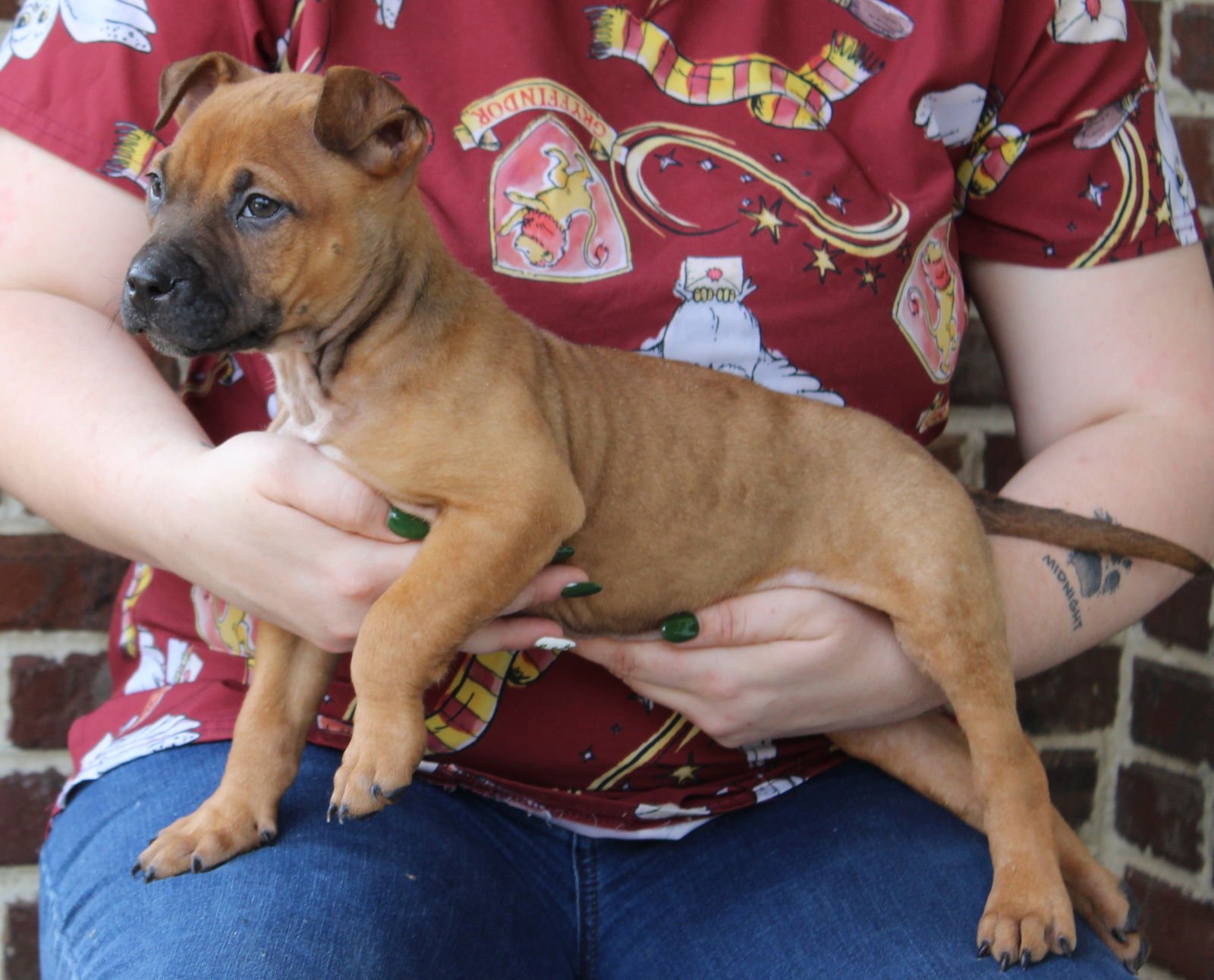 BRODIE 43268 - Boxer available for adoption