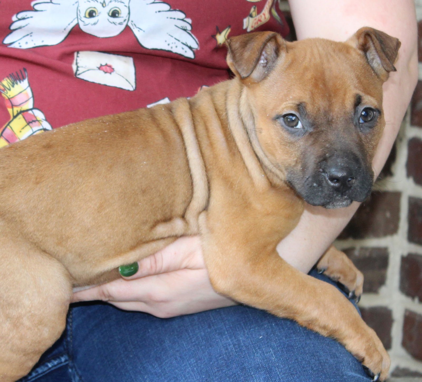 BRODIE 43268 - Boxer available for adoption