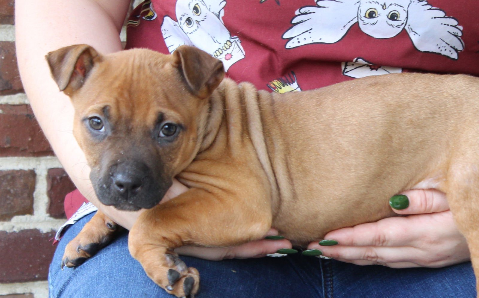 Brodie 43268 - Photo 4